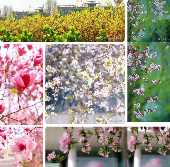 【春满w66国际·利来最给力的老牌】春色盈庭绘美景 芳华满目启新程